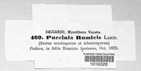 Puccinia rumicis image